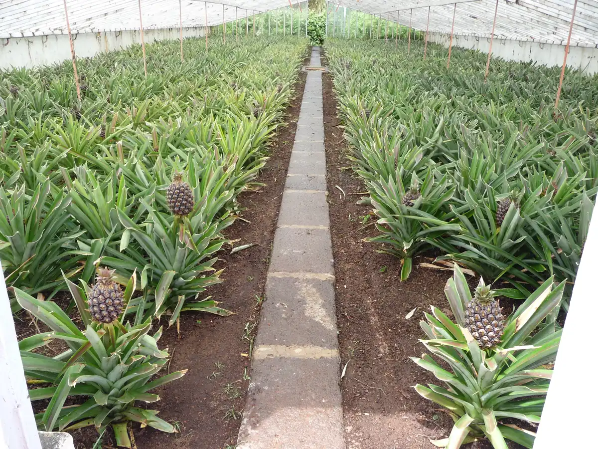 Plantações de Ananases A. Arruda