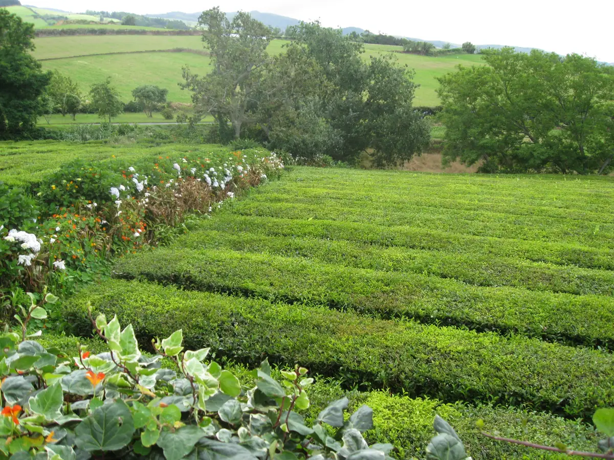 Chá Gorreana